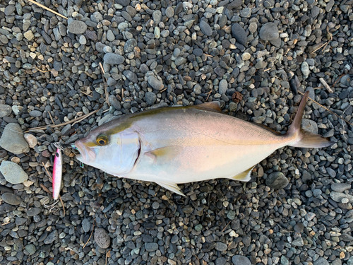 ショゴの釣果