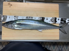 サゴシの釣果