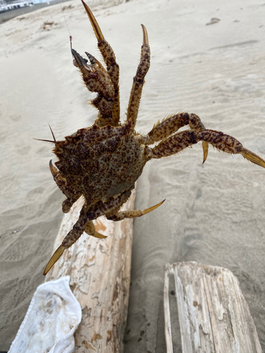 クリガニの釣果