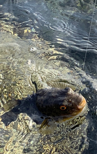 フグの釣果