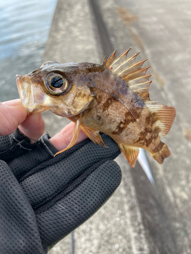 メバルの釣果