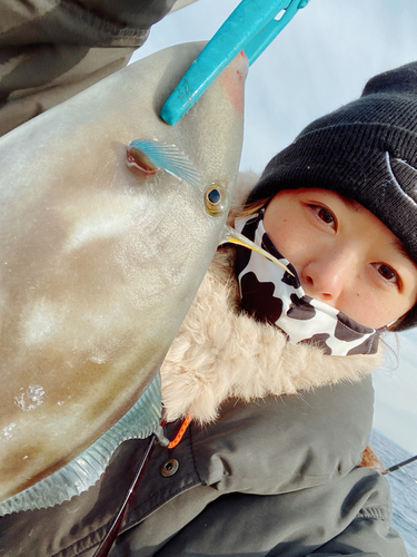 ウマヅラハギの釣果