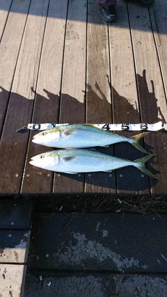 ワラサの釣果