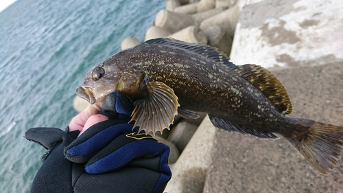 アイナメの釣果