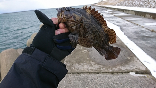 ソイの釣果