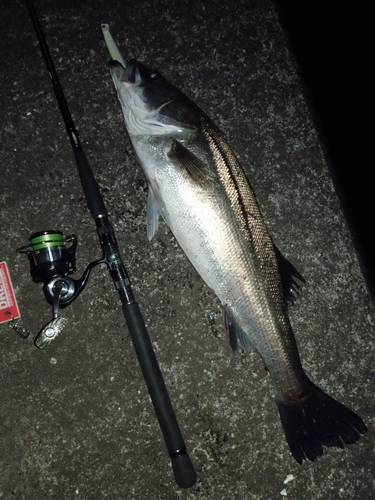 シーバスの釣果