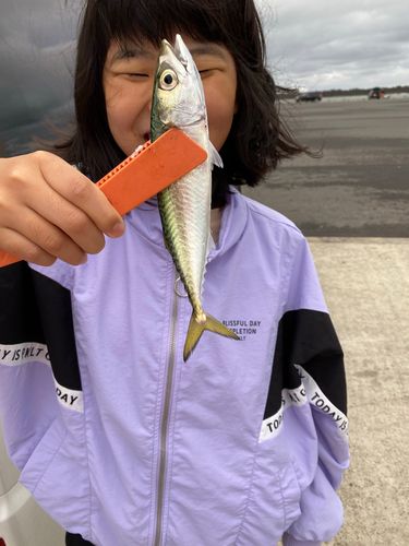 サバの釣果