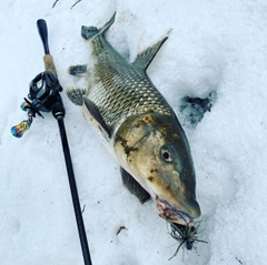 ニゴイの釣果