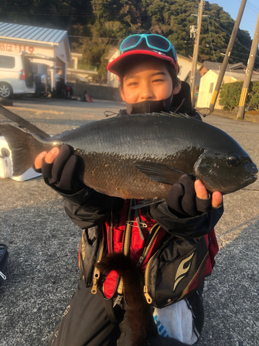 クチブトグレの釣果