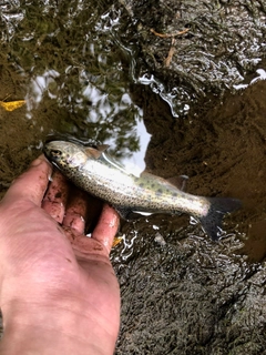 ニジマスの釣果