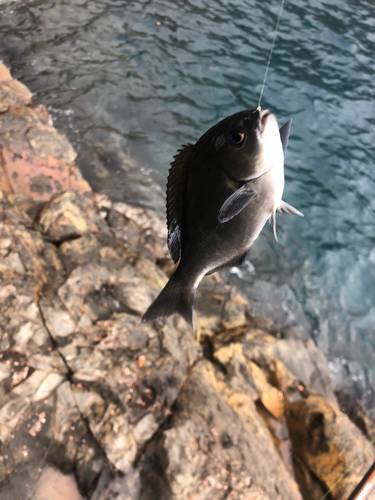 オナガグレの釣果