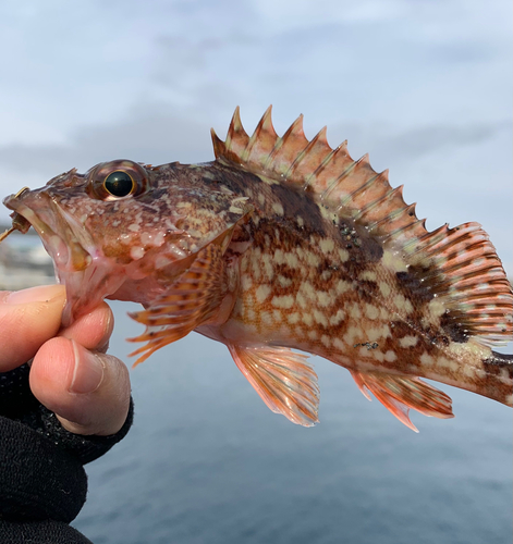 カサゴの釣果