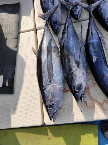 ビンチョウマグロの釣果