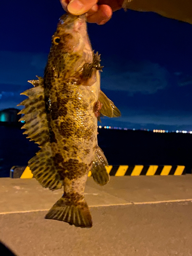 タケノコメバルの釣果