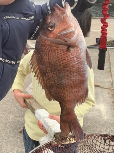 タイの釣果