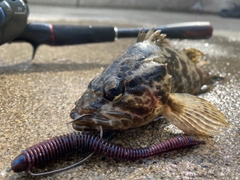 タケノコメバルの釣果