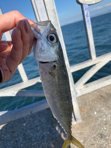 サバの釣果