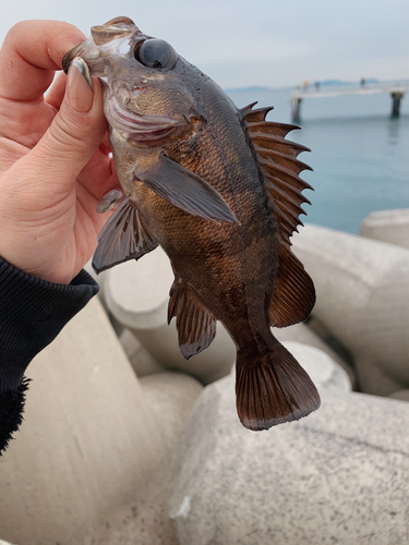 クロメバルの釣果