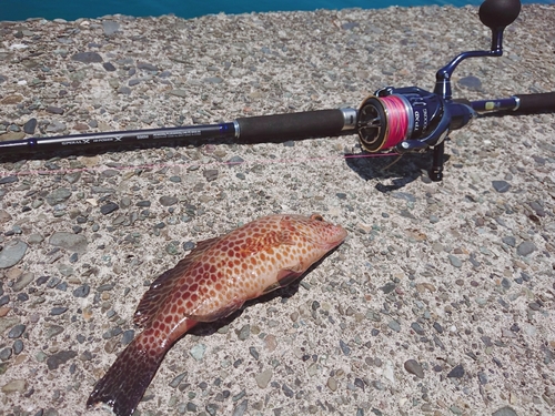 オオモンハタの釣果