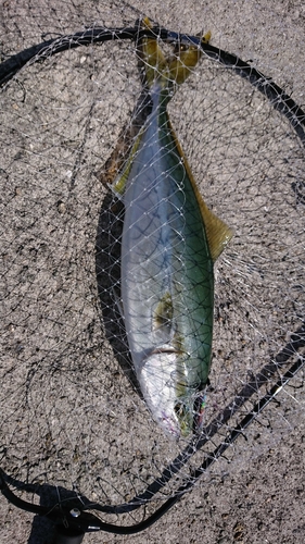 釣果