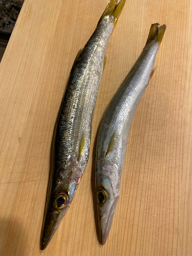 カマスの釣果