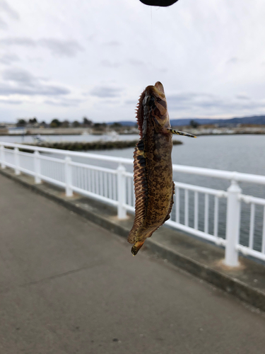 ムスジガジの釣果