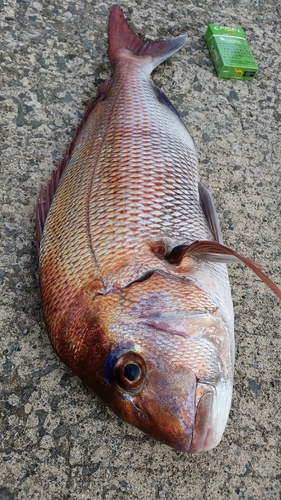 マダイの釣果