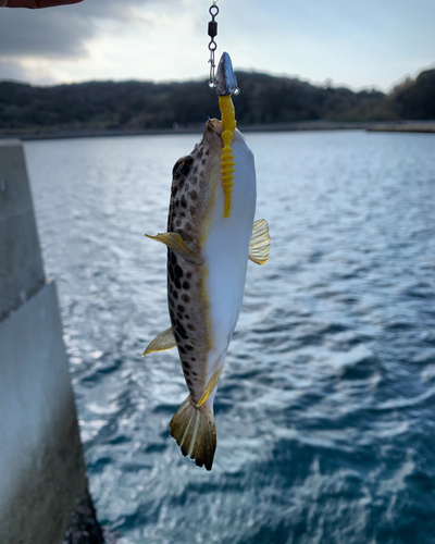 ヒガンフグの釣果