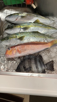 アマダイの釣果