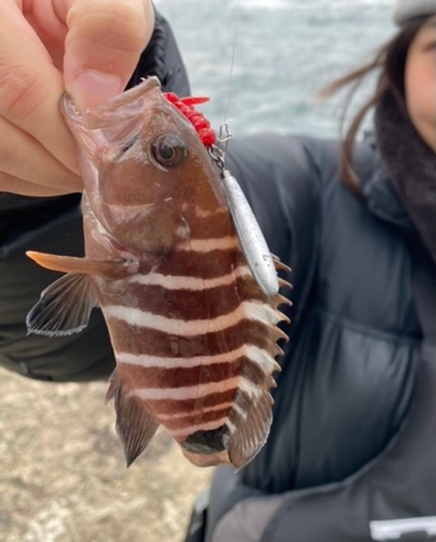 マハタの釣果