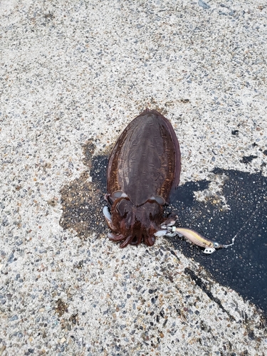 コウイカの釣果