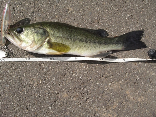 ラージマウスバスの釣果