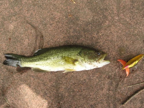 ラージマウスバスの釣果