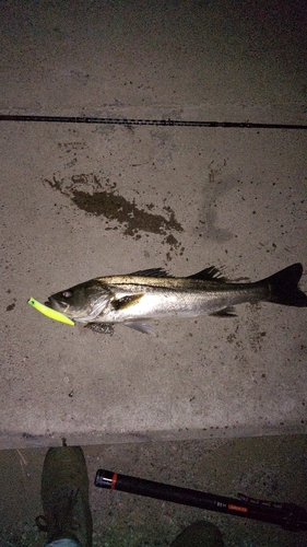 シーバスの釣果