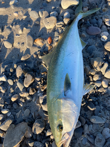 ワラサの釣果