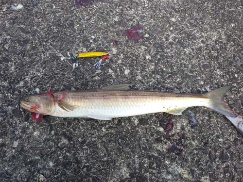 エソの釣果