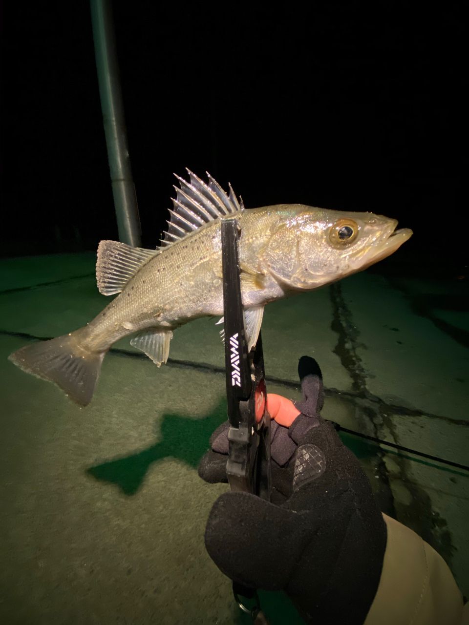 セイゴ（マルスズキ）