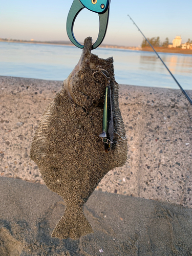 ソゲの釣果