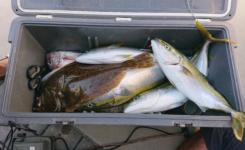 ヒラマサの釣果