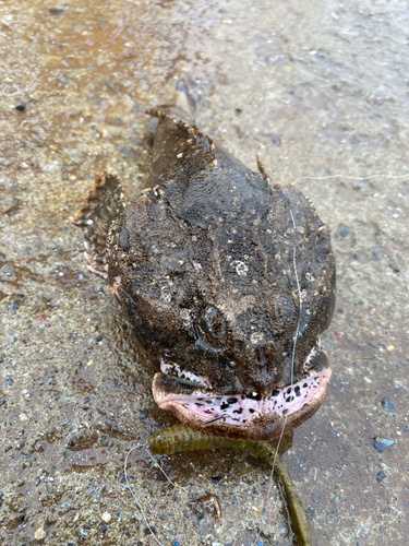 カジカの釣果