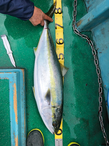 ブリの釣果