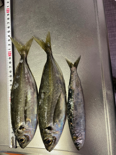 アジの釣果