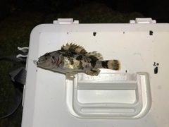 タケノコメバルの釣果