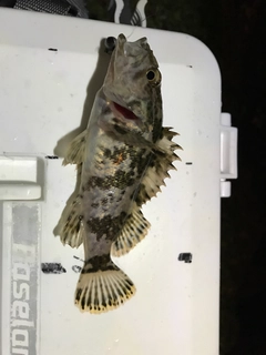 タケノコメバルの釣果