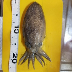 コウイカの釣果