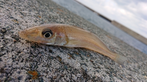 キスの釣果