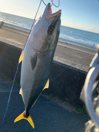 ブリの釣果