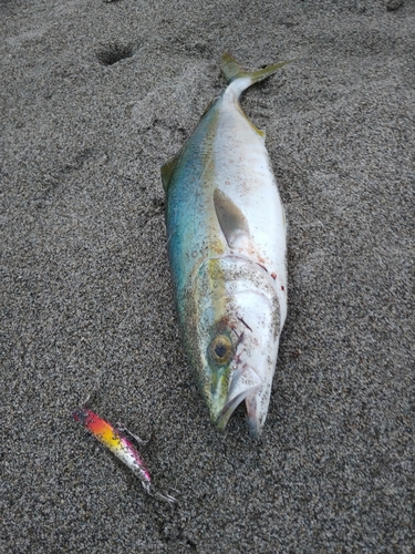 ワカシの釣果