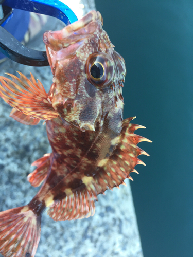 アラカブの釣果