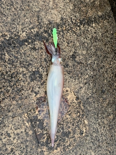 ヤリイカの釣果